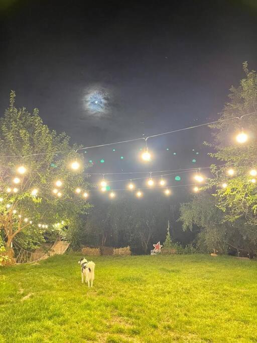 Casa Din Povesti In Mijlocul Naturii! أراد المظهر الخارجي الصورة
